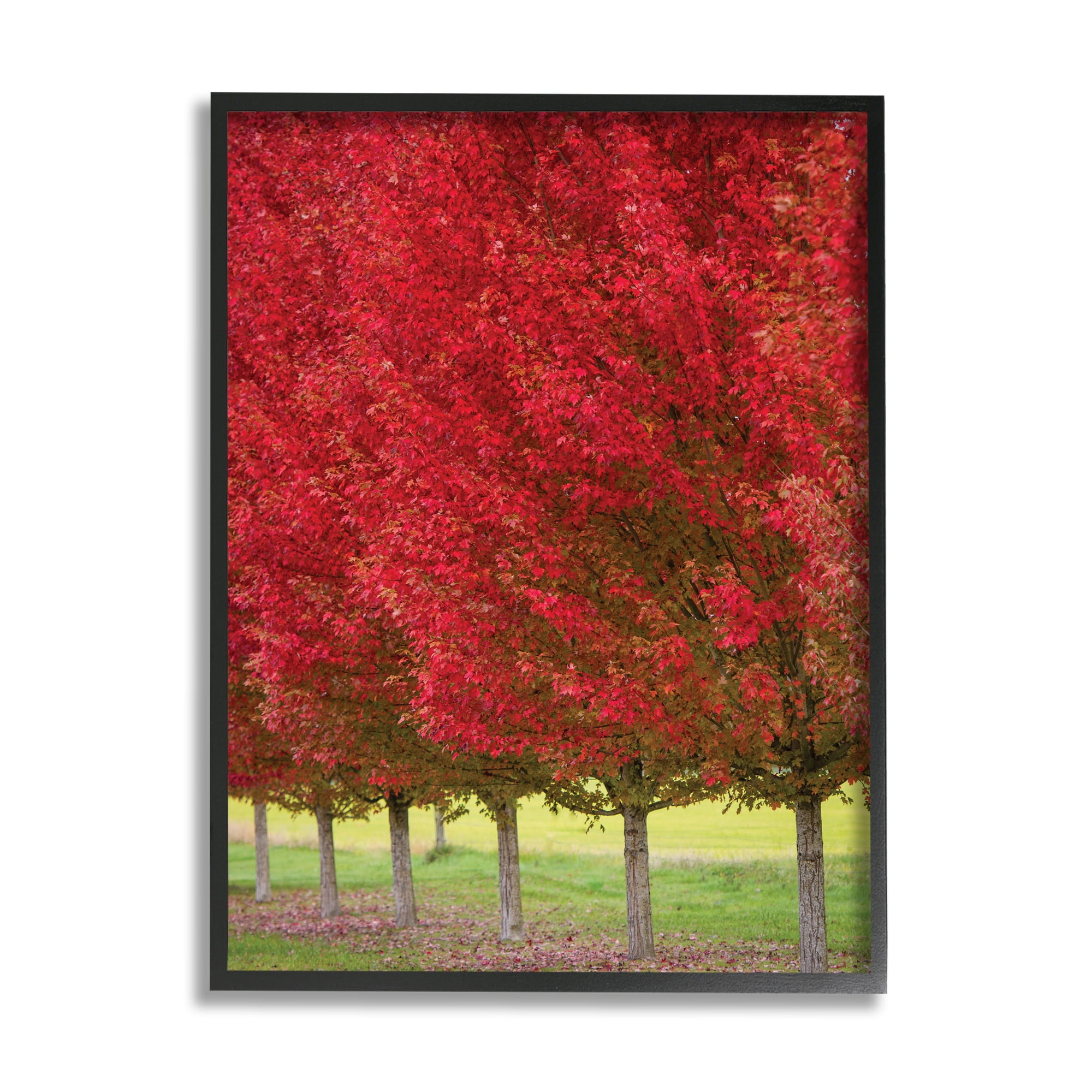 Stupell Industries Autumn Foliage Red Leaf Trees Nature Scene Photography Black Framed Art Print Wall Art, 11x14, by Nancy Crowell
