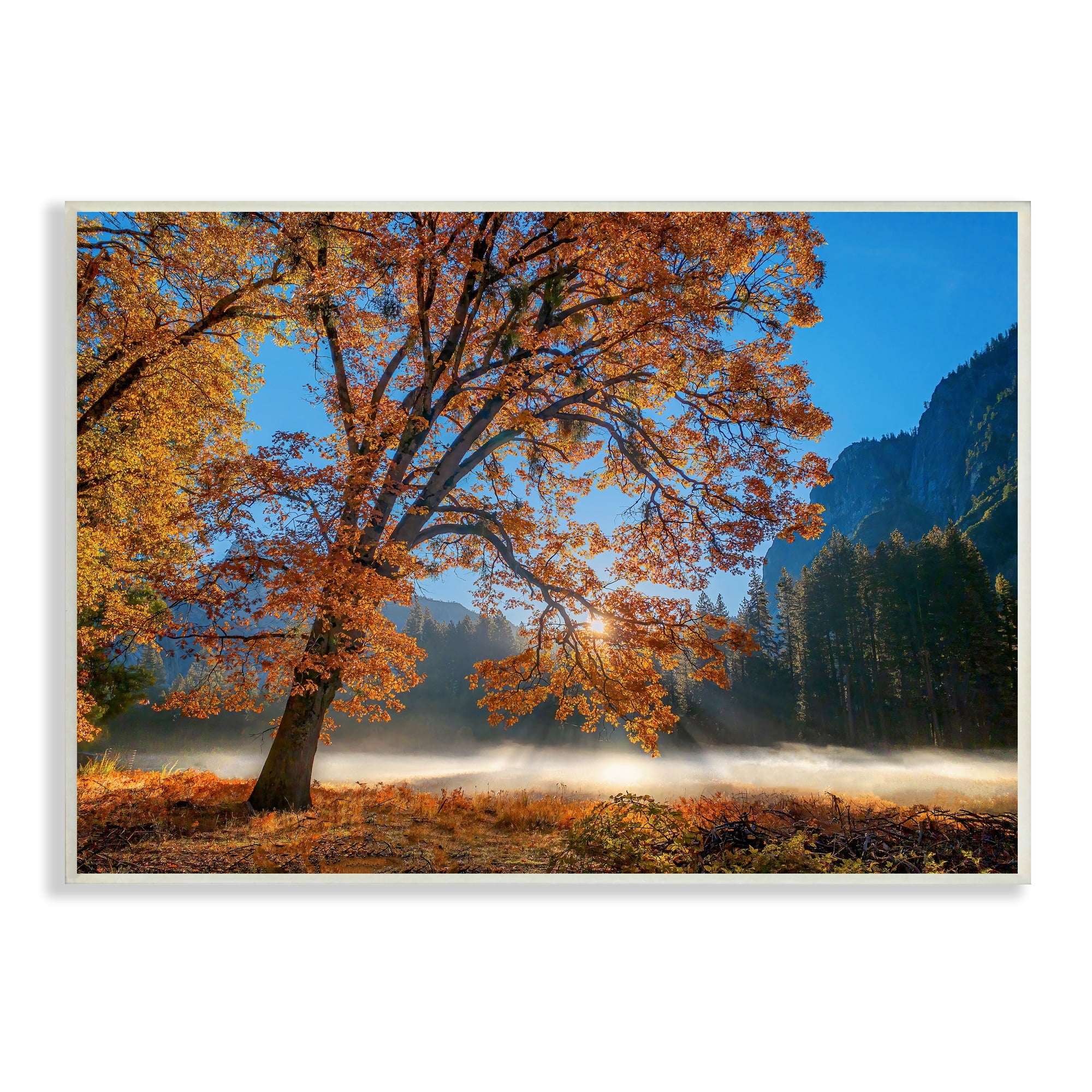 Stupell Industries Autumn Trees Foliage Beautiful Sun Rays Peeking Horizon Wood Wall Art, 15 x 10, Design by John Gavrilis