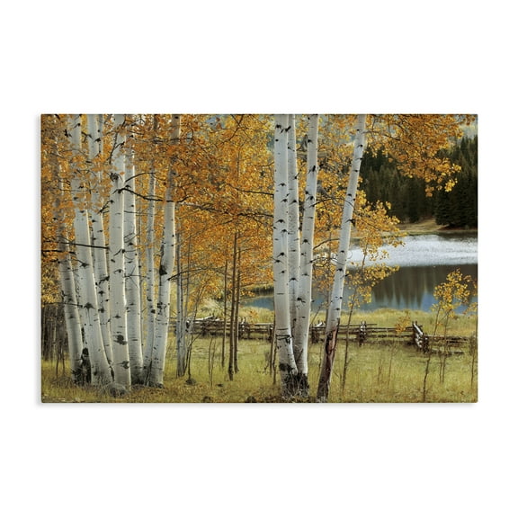 Stupell Industries Autumnal Birch Beauty Canvas Wall Art design by Mike Jones, 30 x 45