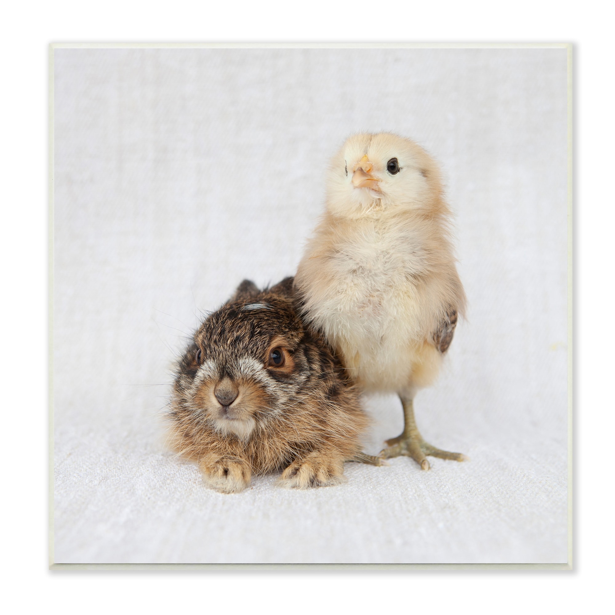 Stupell Industries Baby Animals Chick Bunny Duo Portrait Photography Photograph Unframed Art Print Wall Art, Design by Tania Soderman