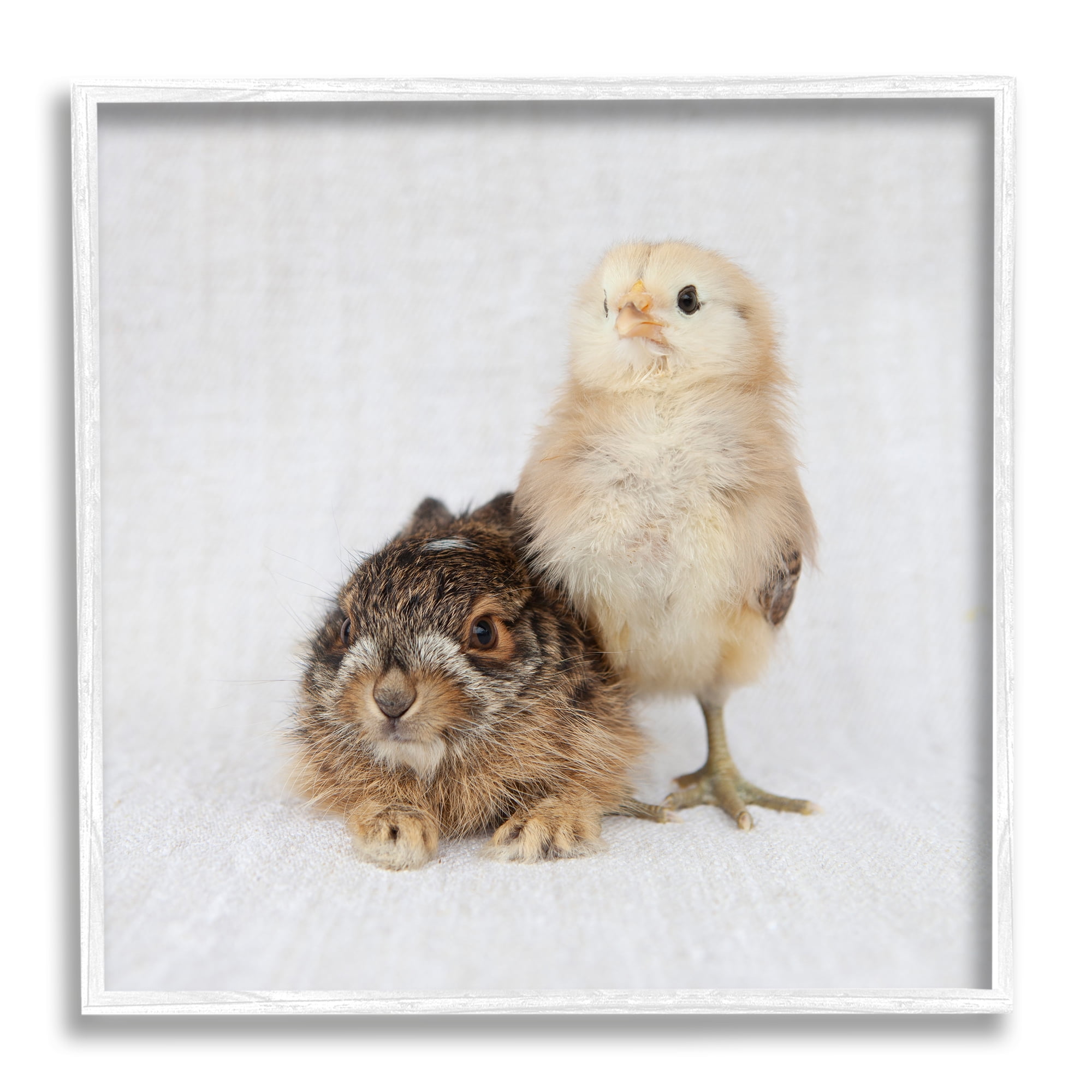 Stupell Industries Baby Animals Chick Bunny Duo Portrait Photography Photograph White Framed Art Print Wall Art, Design by Tania Soderman