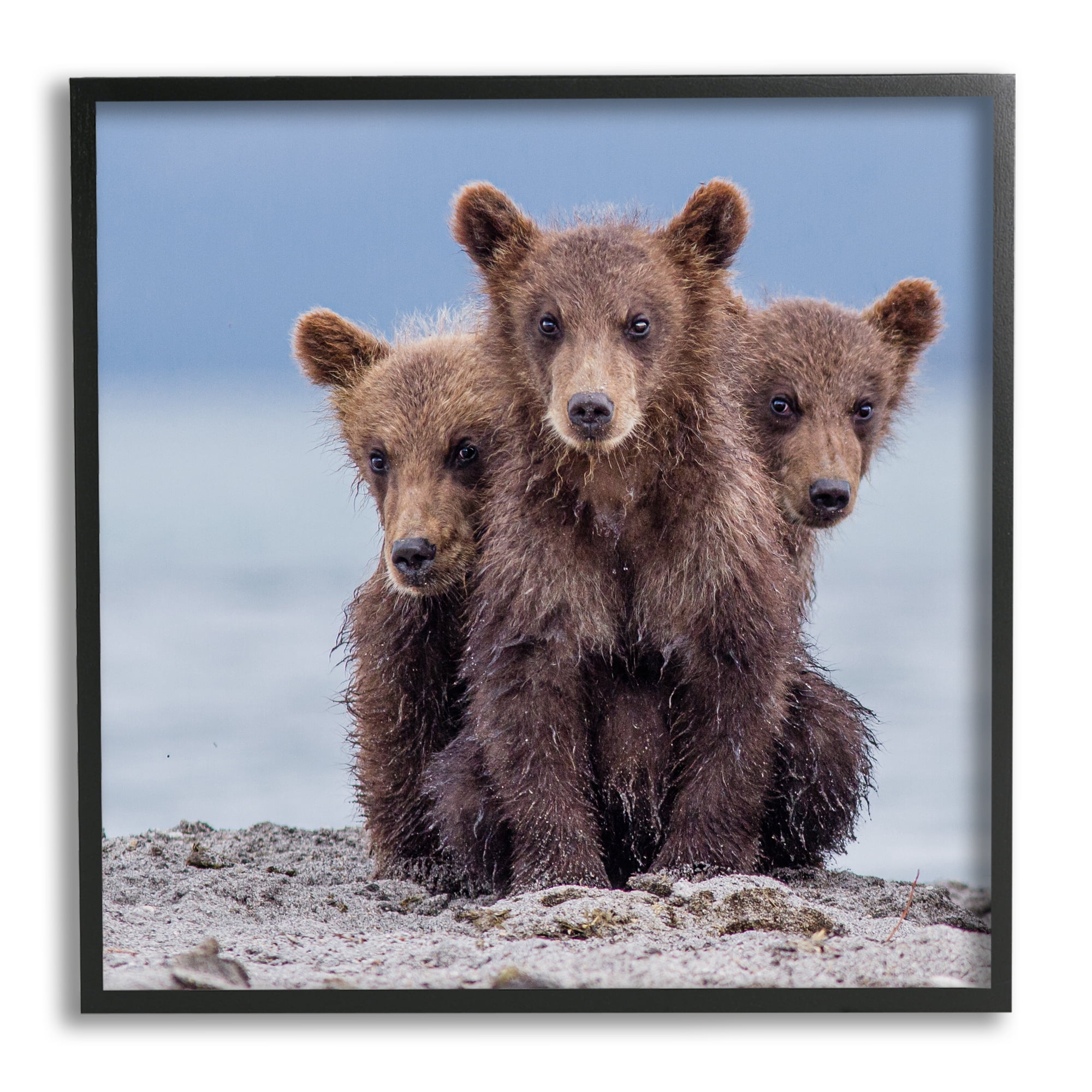 Stupell Industries Baby Bear Cubs Photography Animals & Insects Photography Black Framed Art Print Wall Art, 17 x 17