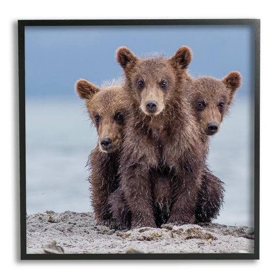 Stupell Industries Baby Bear Cubs Photography Animals & Insects Photography Black Framed Art Print Wall Art, 17 x 17