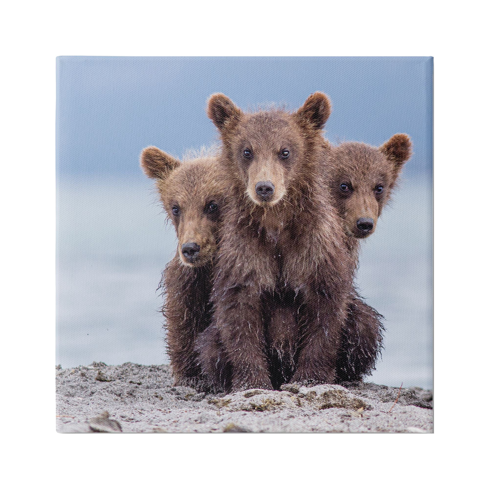 Stupell Industries Baby Bear Cubs Photography Animals & Insects Photography Gallery Wrapped Canvas Art Print Wall Art, 30 x 30
