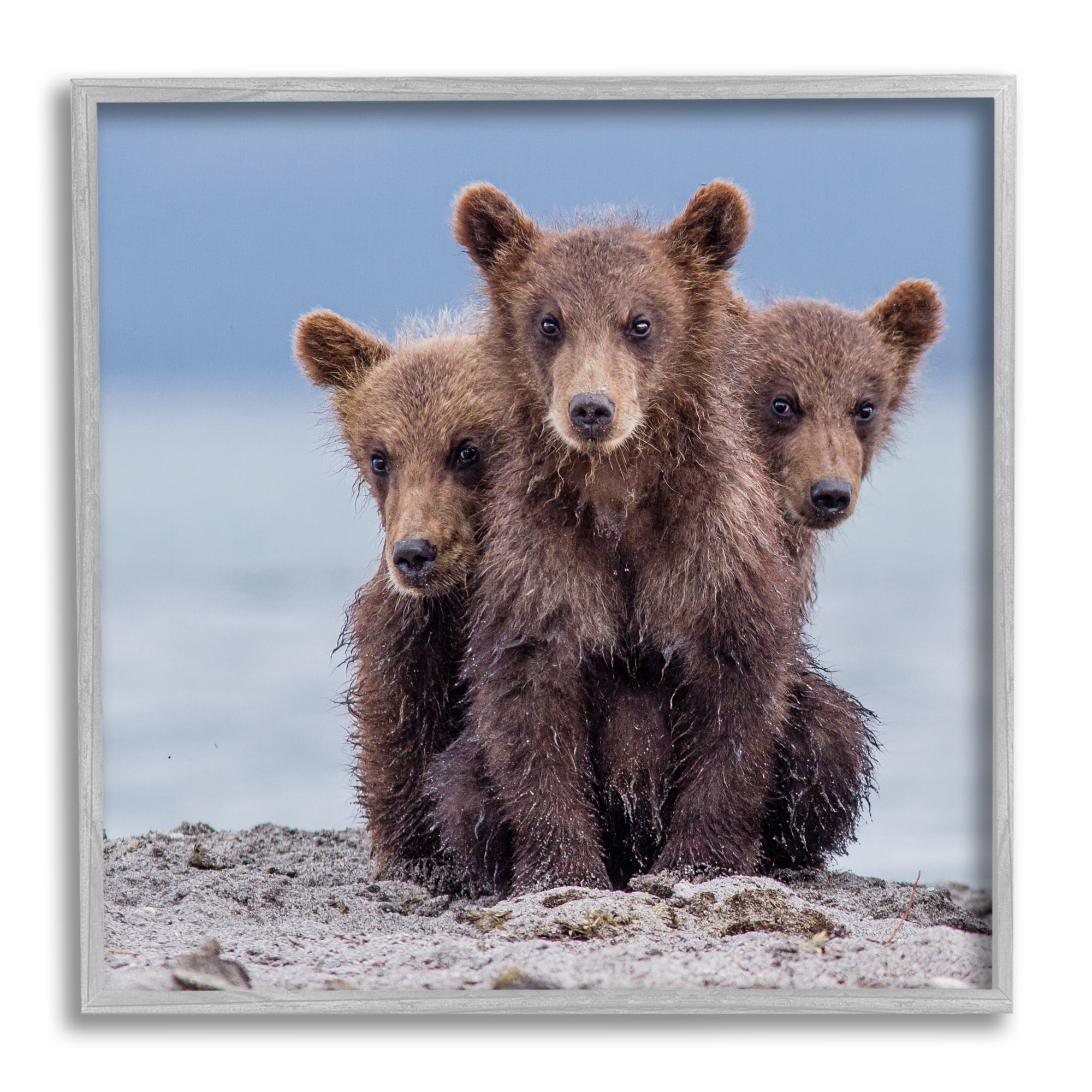 Stupell Industries Baby Bear Cubs Photography Animals & Insects Photography Gray Framed Art Print Wall Art, 24 x 24