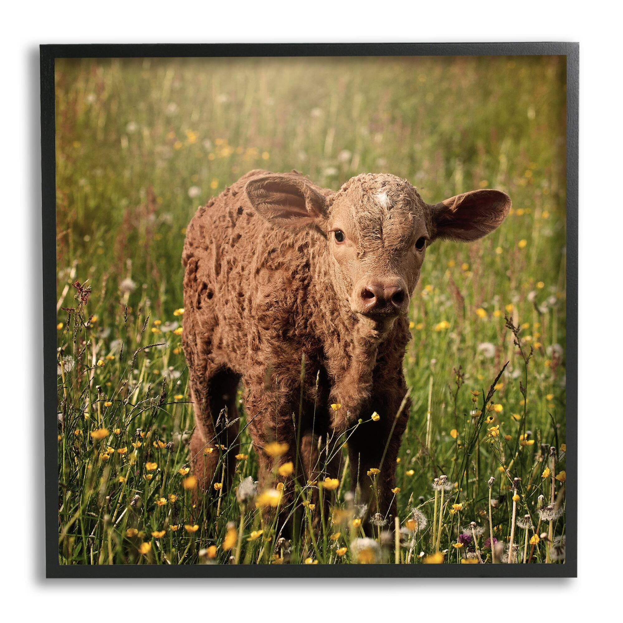 Stupell Industries Baby Calf Cow Among Flower Blossom Meadow Photograph Black Framed Art Print Wall Art, Design by Daphne Polselli