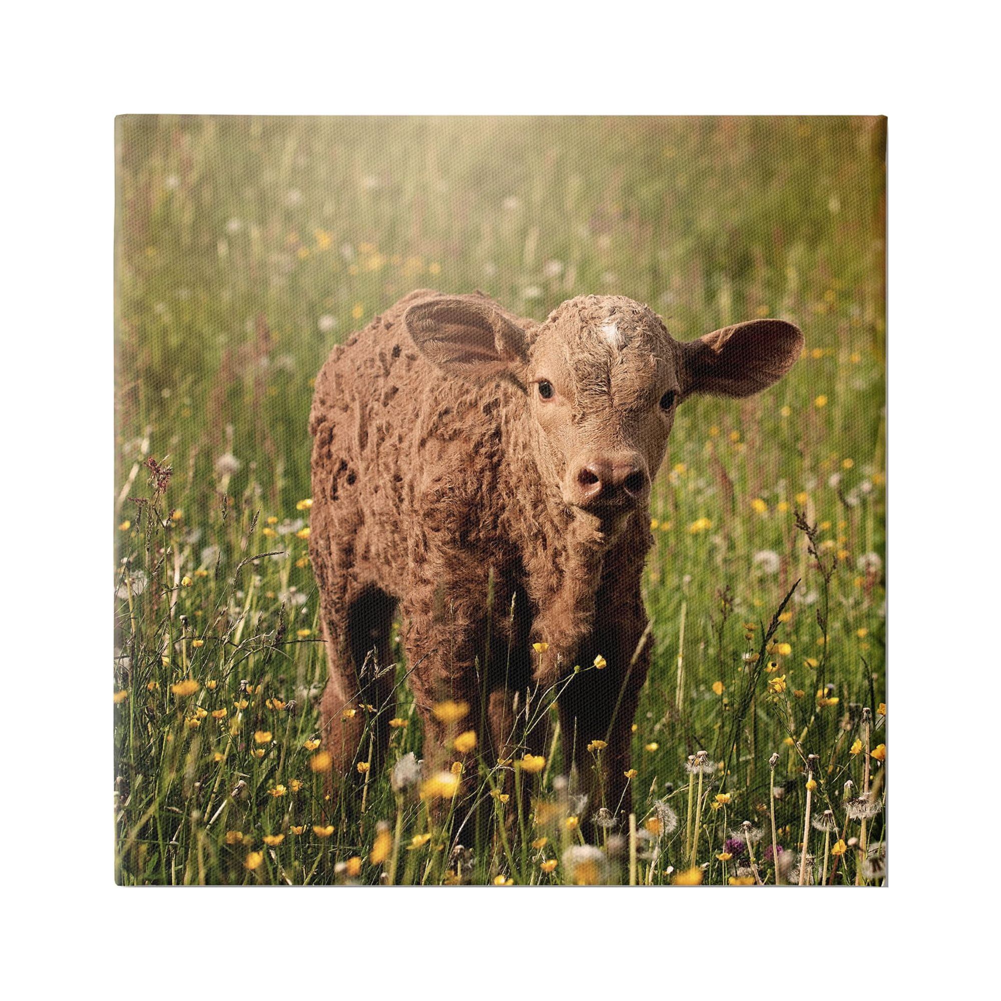 Stupell Industries Baby Calf Cow Among Flower Blossom Meadow Photograph Gallery Wrapped Canvas Print Wall Art, Design by Daphne Polselli