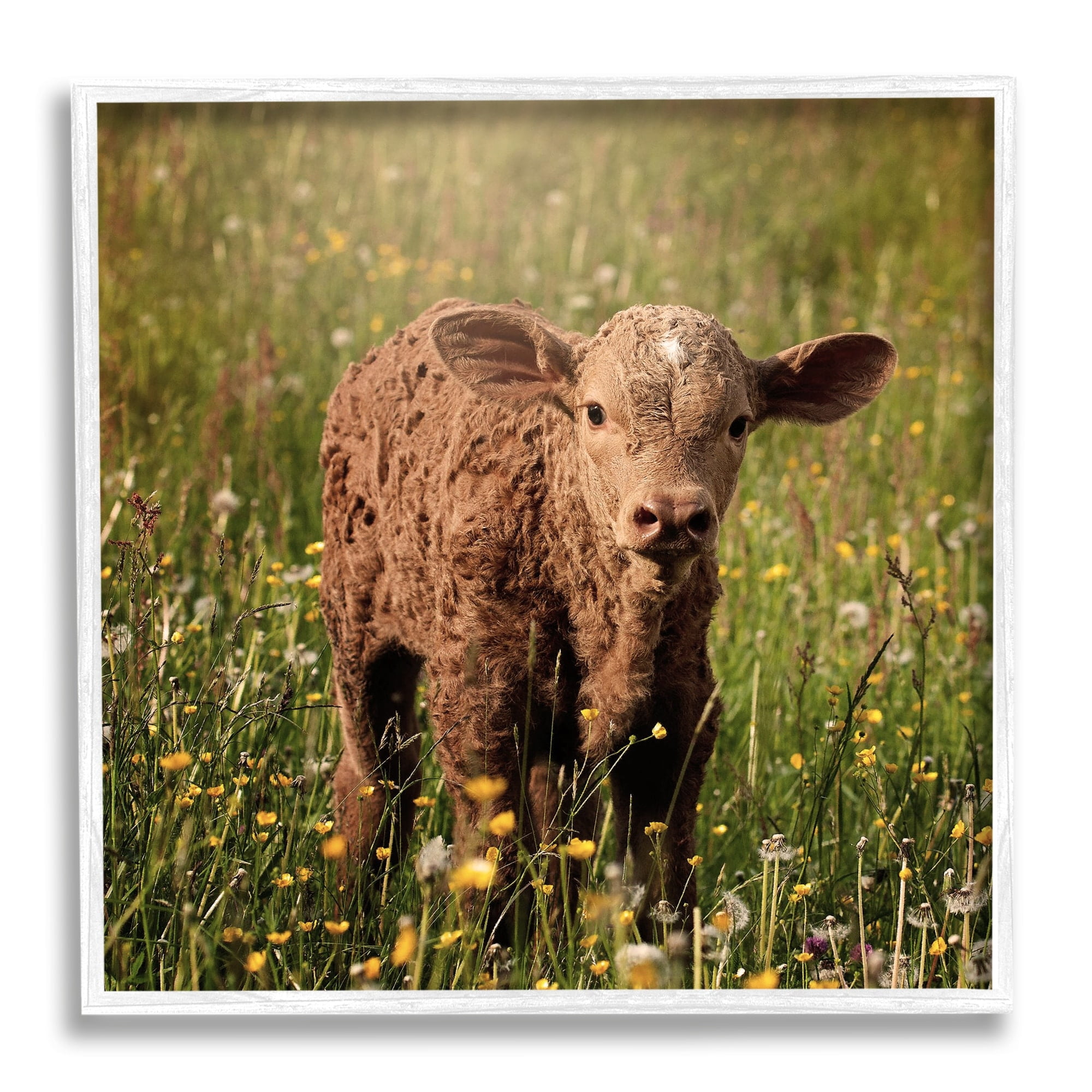 Stupell Industries Baby Calf Cow Among Flower Blossom Meadow Photograph White Framed Art Print Wall Art, Design by Daphne Polselli