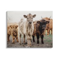 Stupell Industries Baby Calves on Farm Animals & Insects Photography Gallery Wrapped Canvas Print Wall Art, 20 x 16