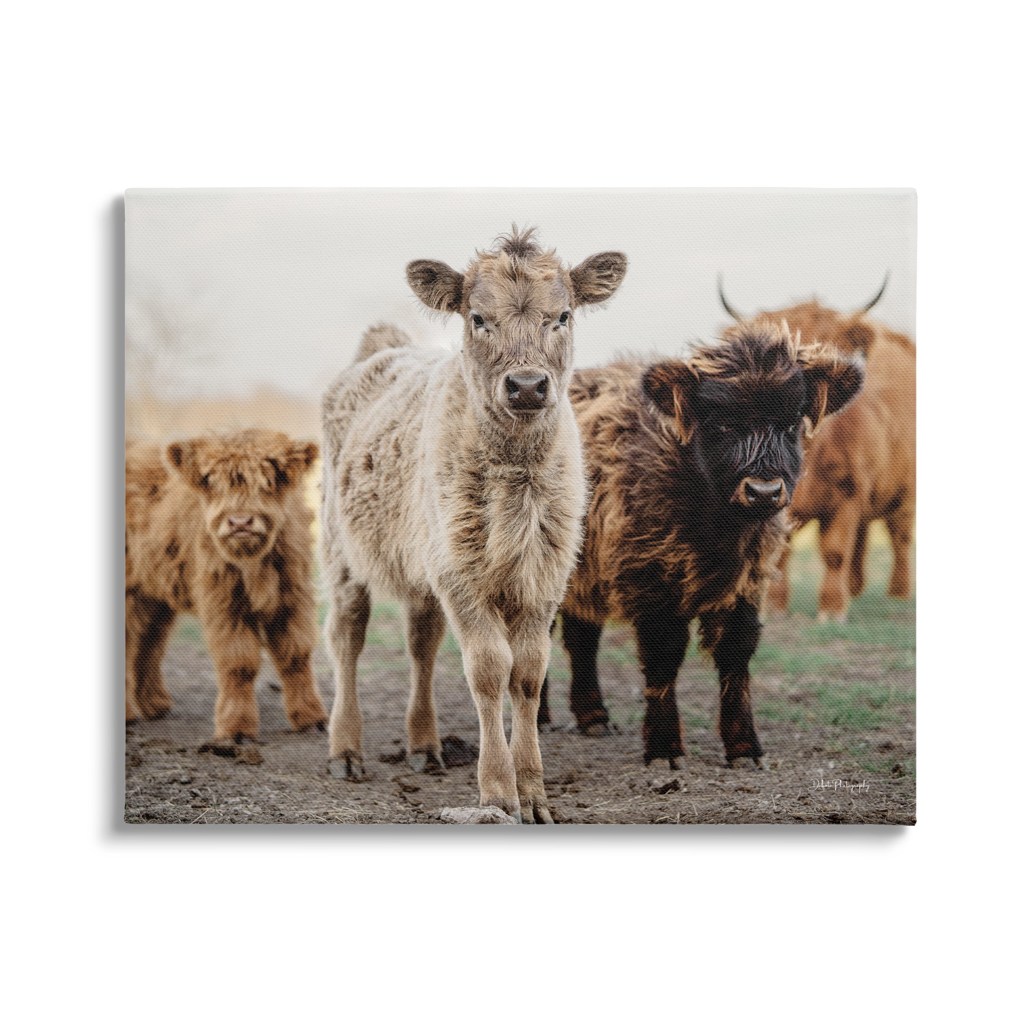 Stupell Industries Baby Calves on Farm Animals & Insects Photography Gallery Wrapped Canvas Print Wall Art, 40 x 30