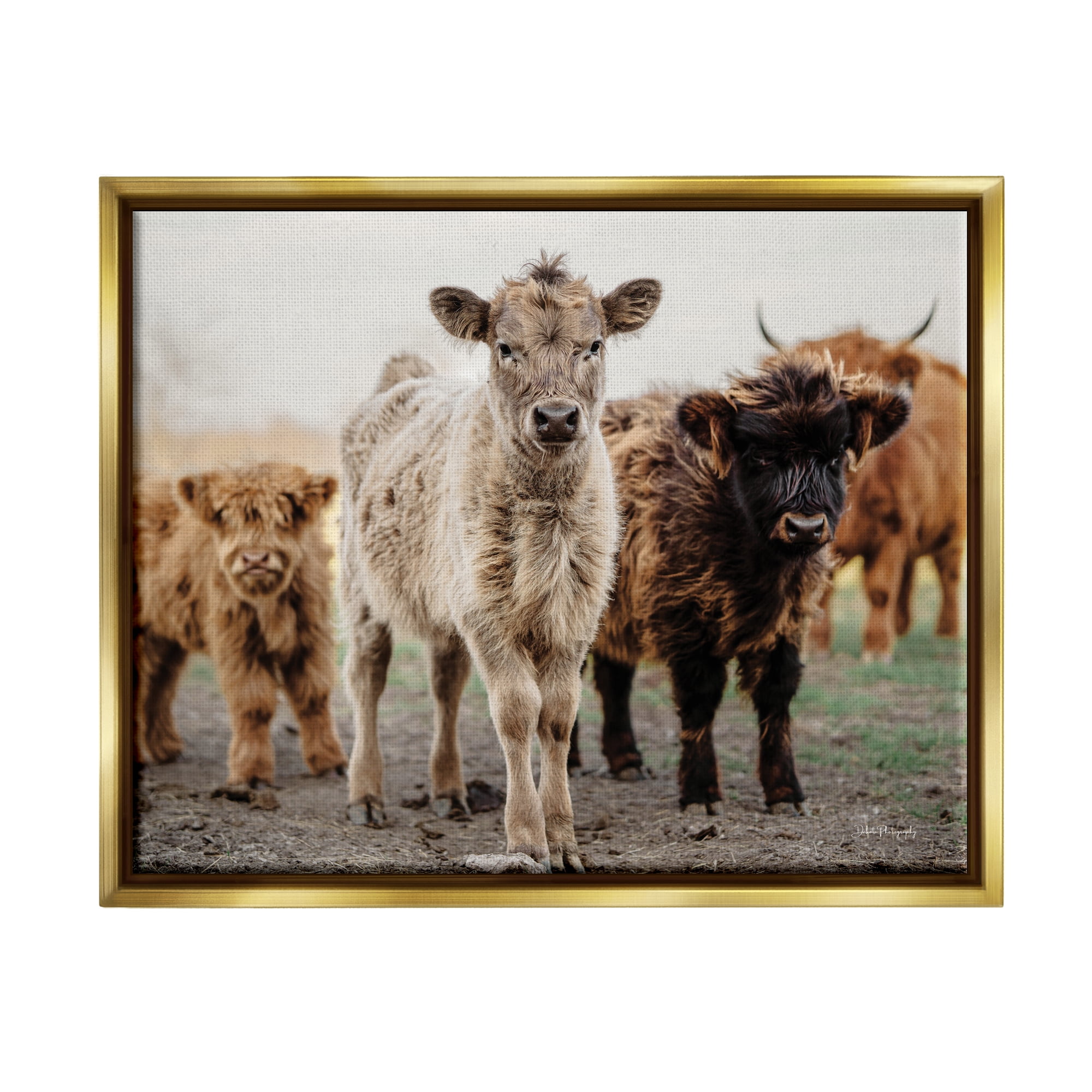 Stupell Industries Baby Calves on Farm Animals & Insects Photography Gold Floater Framed Art Print Wall Art, 21 x 17