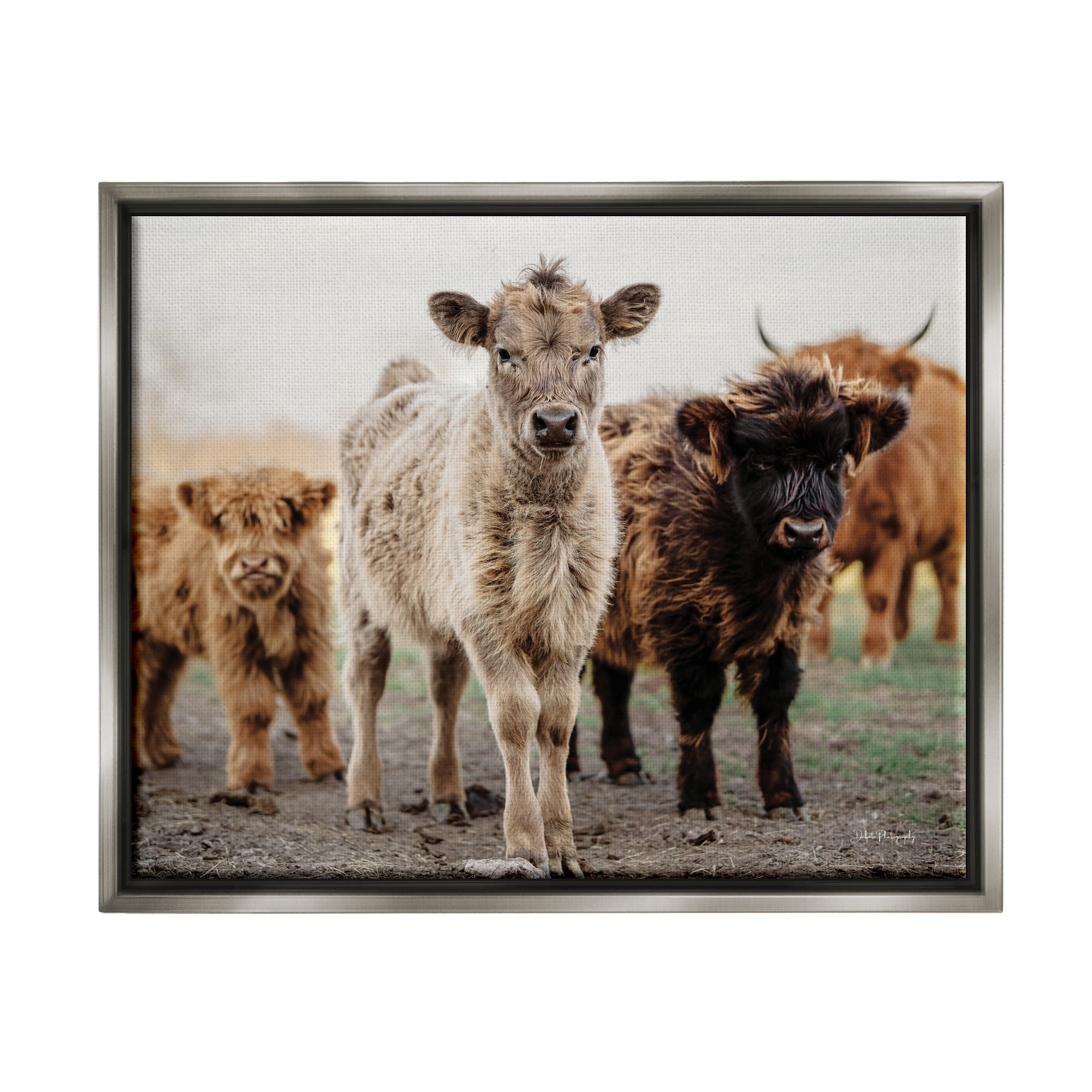 Stupell Industries Baby Calves on Farm Animals & Insects Photography Gray Floater Framed Art Print Wall Art, 31 x 25
