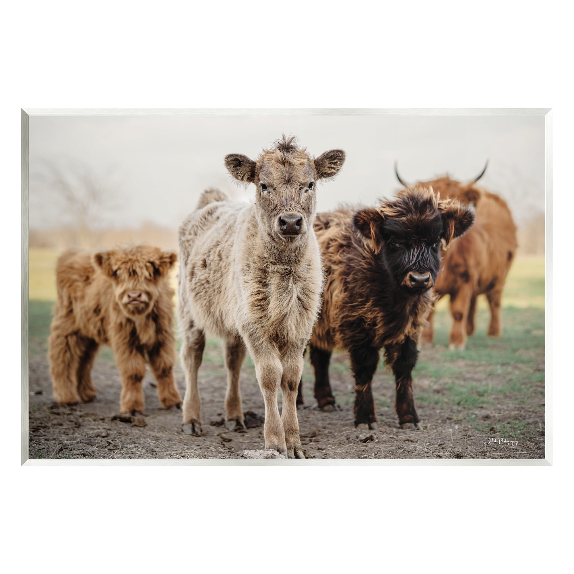 Stupell Industries Baby Calves on Farm Animals & Insects Photography Unframed Art Print Wall Art, 19 x 13