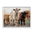 thumbnail image 1 of Stupell Industries Baby Calves on Farm Animals & Insects Photography White Framed Art Print Wall Art, 14 x 11, 1 of 9