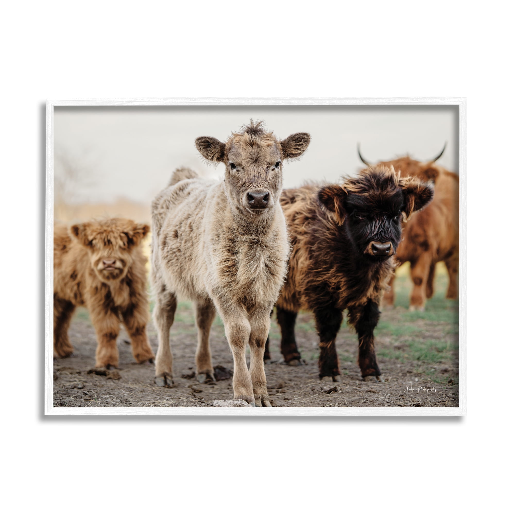 Stupell Industries Baby Calves on Farm Animals & Insects Photography White Framed Art Print Wall Art, 20 x 16