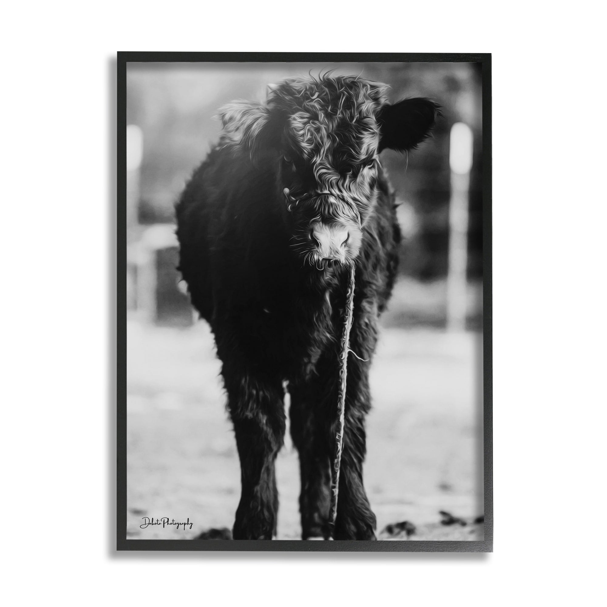 Stupell Industries Baby Cattle Calf Grazing Rural Farm Photography Photograph Black Framed Art Print Wall Art, Design by Dakota Diener
