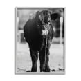 thumbnail image 1 of Stupell Industries Baby Cattle Calf Grazing Rural Farm Photography Photograph Gray Framed Art Print Wall Art, Design by Dakota Diener, 1 of 5