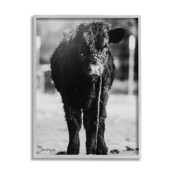 Stupell Industries Baby Cattle Calf Grazing Rural Farm Photography Photograph Gray Framed Art Print Wall Art, Design by Dakota Diener