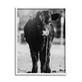thumbnail image 1 of Stupell Industries Baby Cattle Calf Grazing Rural Farm Photography Photograph White Framed Art Print Wall Art, Design by Dakota Diener, 1 of 5