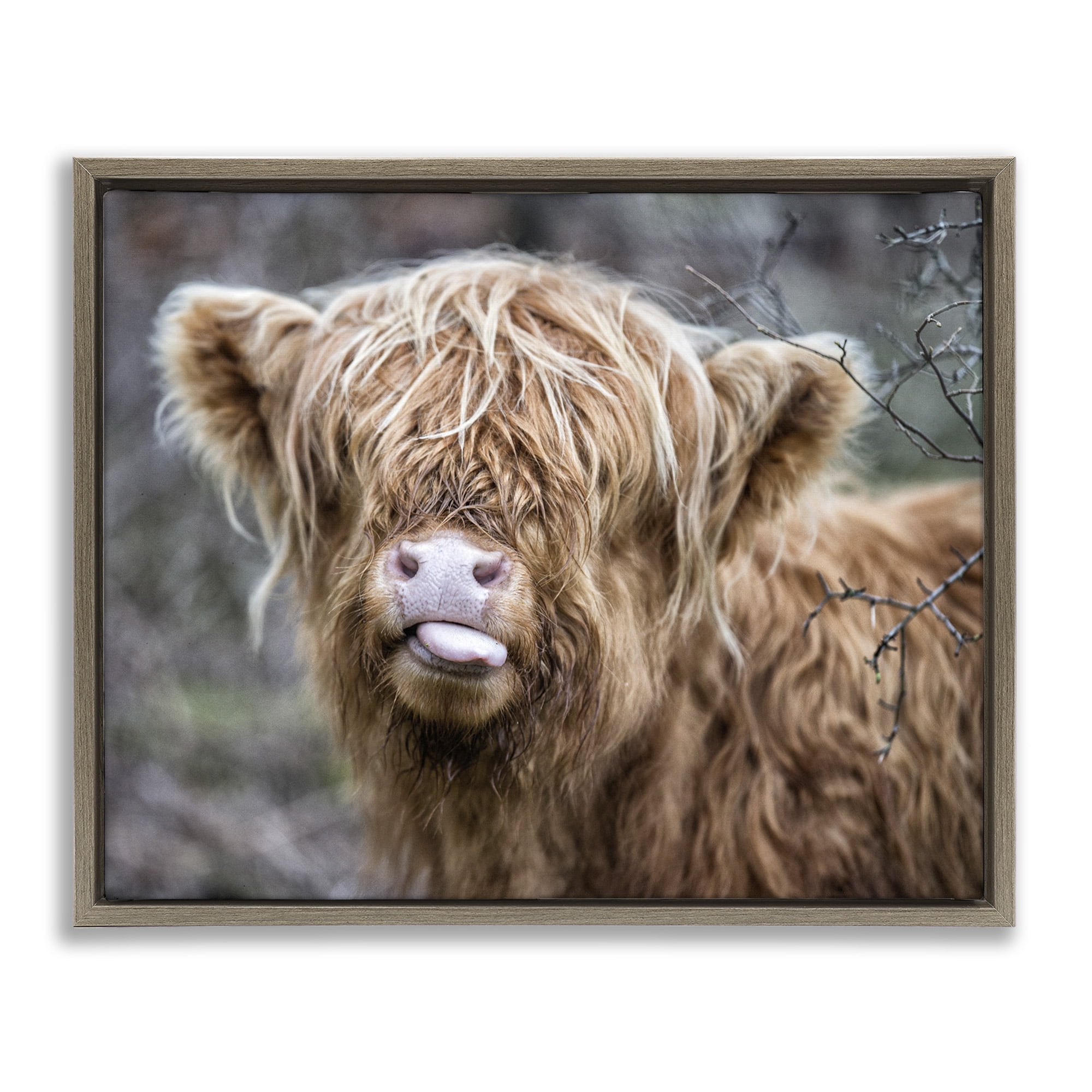 Stupell Industries Baby Cattle Licking Lips Animals & Insects Photography Brown Floater Framed Canvas Art Print Wall Art, 21 x 17