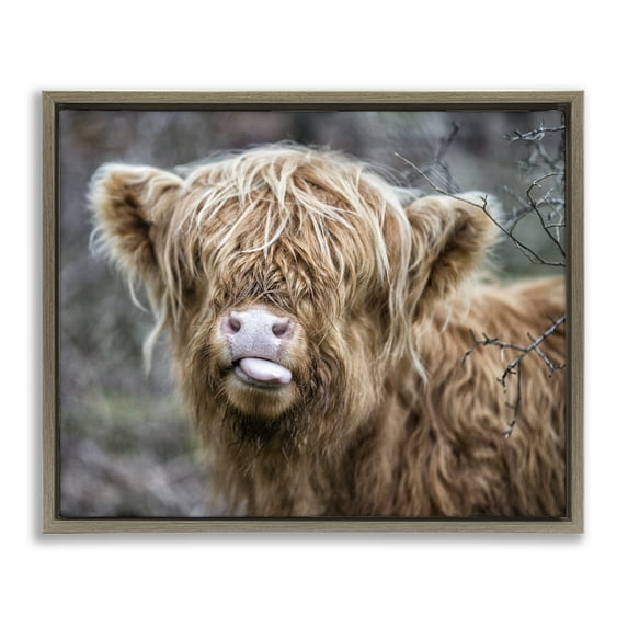 Stupell Industries Baby Cattle Licking Lips Animals & Insects Photography Brown Floater Framed Canvas Art Print Wall Art, 21 x 17
