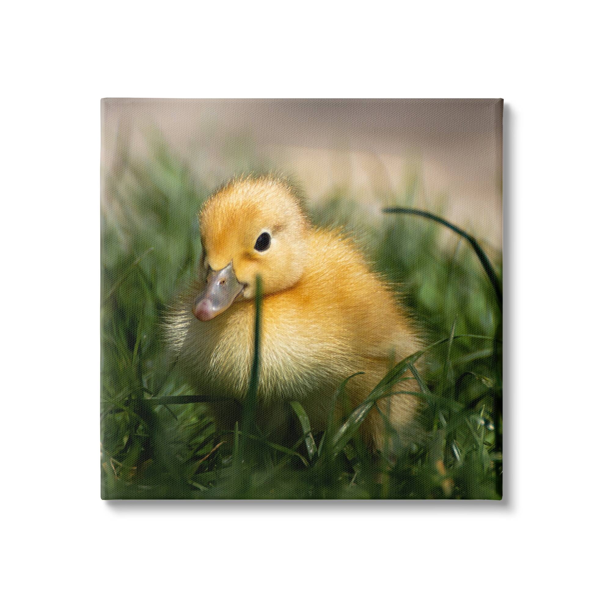 Stupell Industries Baby Duckling in Grass Photography Animals & Insects Photography Gallery Wrapped Canvas Print Wall Art
