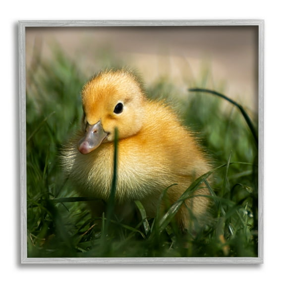 Stupell Industries Baby Duckling in Grass Photography Animals & Insects Photography Gray Framed Art Print Wall Art