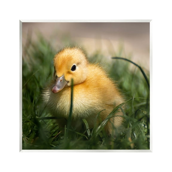 Stupell Industries Baby Duckling in Grass Photography Animals & Insects Photography Unframed Art Print Wall Art