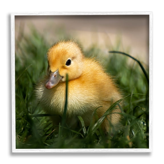 Stupell Industries Baby Duckling in Grass Photography Animals & Insects Photography White Framed Art Print Wall Art