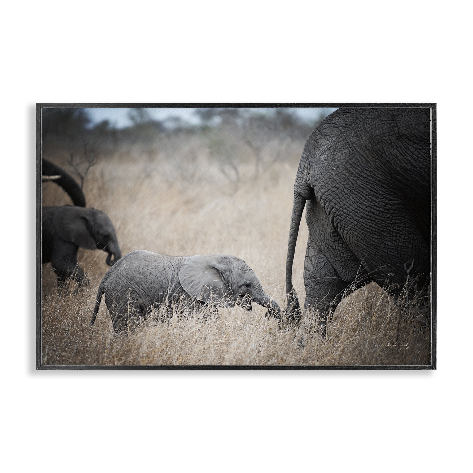 Stupell Industries Baby Elephant Strolling Animals Photography Black Framed Art Print Wall Art, 24 x 16