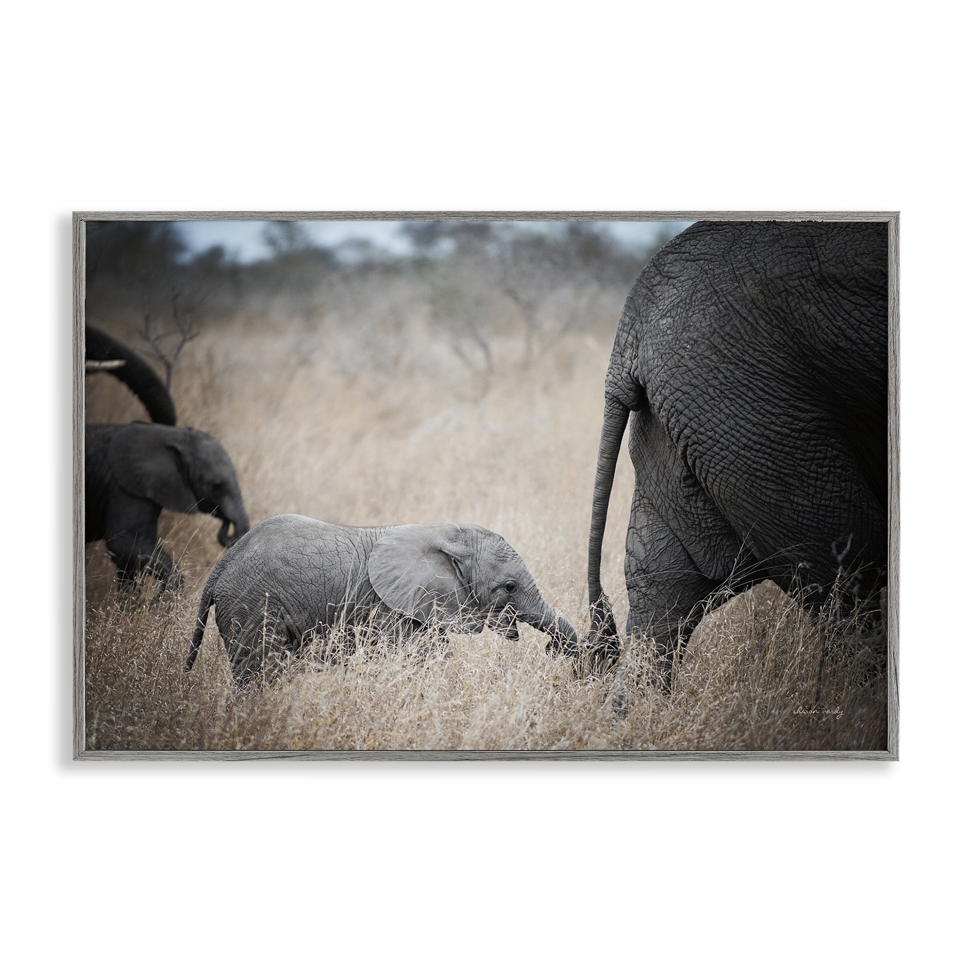 Stupell Industries Baby Elephant Strolling Animals Photography Gray Framed Art Print Wall Art, 24 x 16