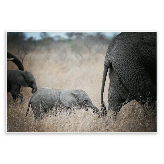 Stupell Industries Baby Elephant Strolling Animals Photography Unframed Art Print Wall Art, 15 x 10