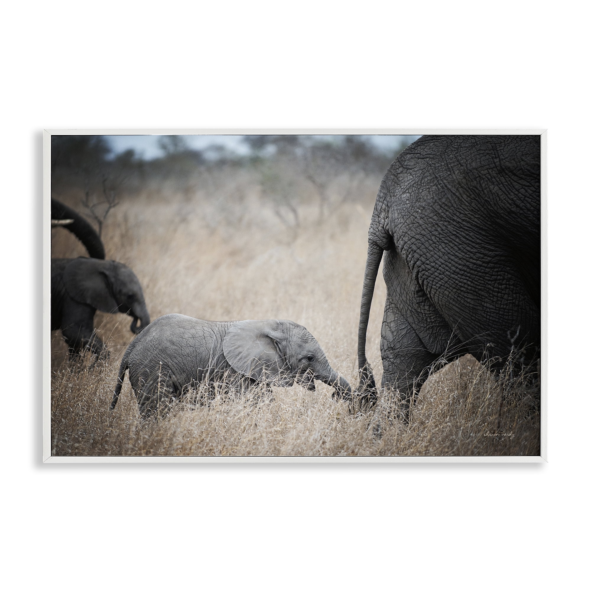 Stupell Industries Baby Elephant Strolling Animals Photography White Framed Art Print Wall Art, 30 x 20