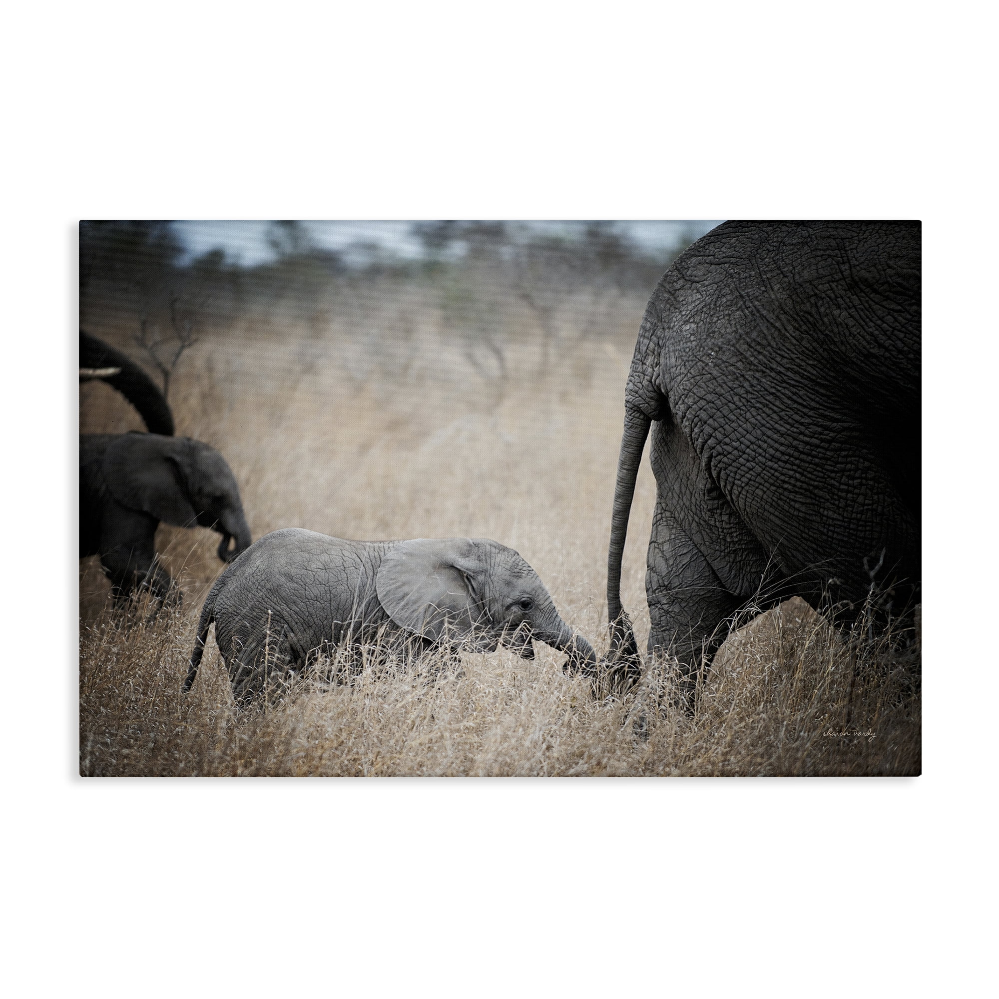 Stupell Industries Baby Elephant Strolling Animals Photography Wrapped Canvas Art Print Wall Art, 24 x 16