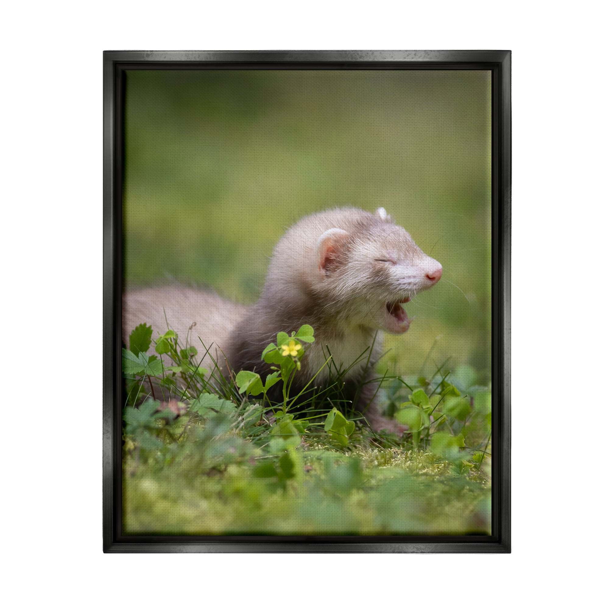 Stupell Industries Baby Ferret in Grass Animals & Insects Photography Black Floater Framed Canvas Art Print Wall Art, 25 x 31