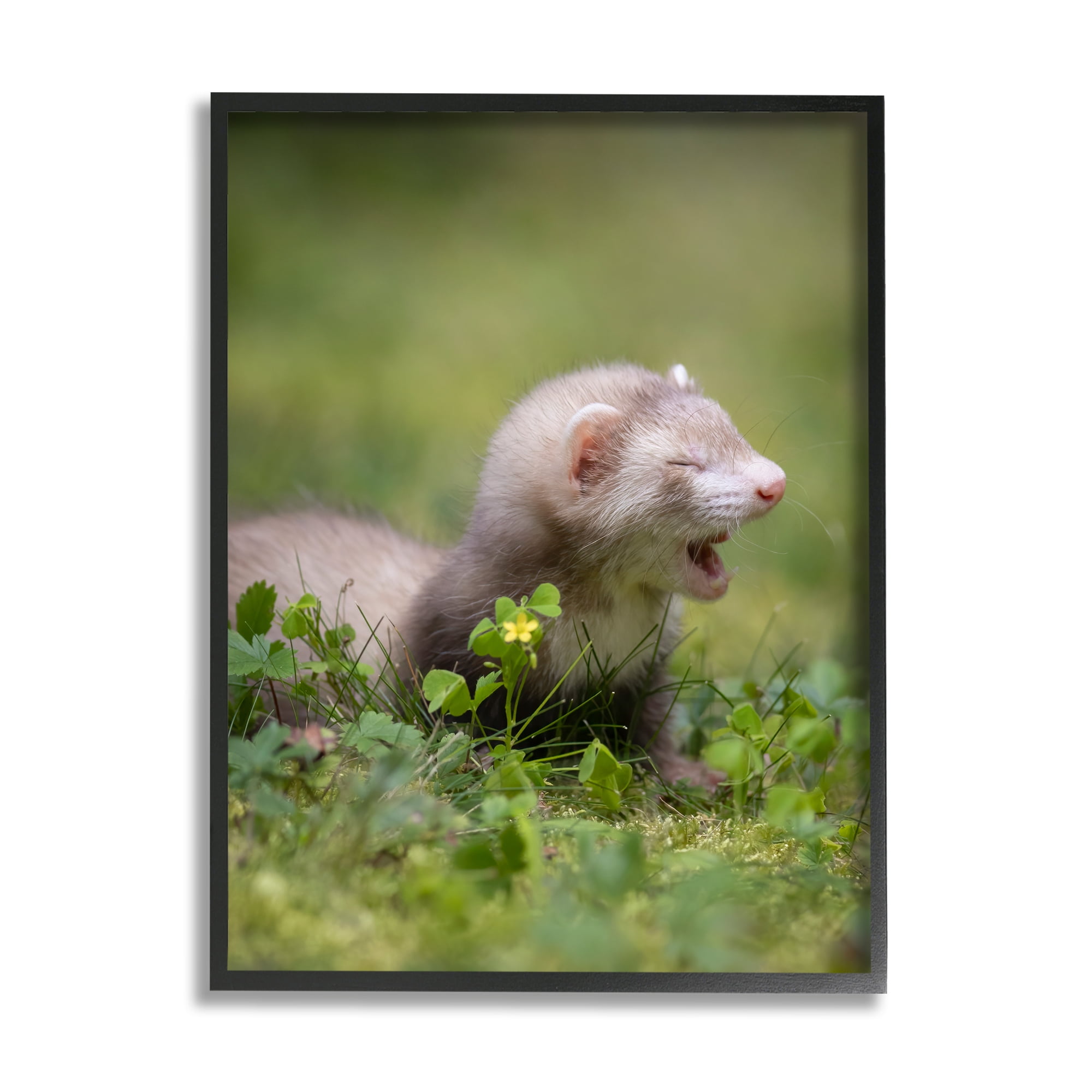 Stupell Industries Baby Ferret in Grass Animals & Insects Photography Black Framed Art Print Wall Art, 24 x 30