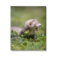 thumbnail image 1 of Stupell Industries Baby Ferret in Grass Animals & Insects Photography Gallery Wrapped Canvas Art Print Wall Art, 16 x 20, 1 of 8