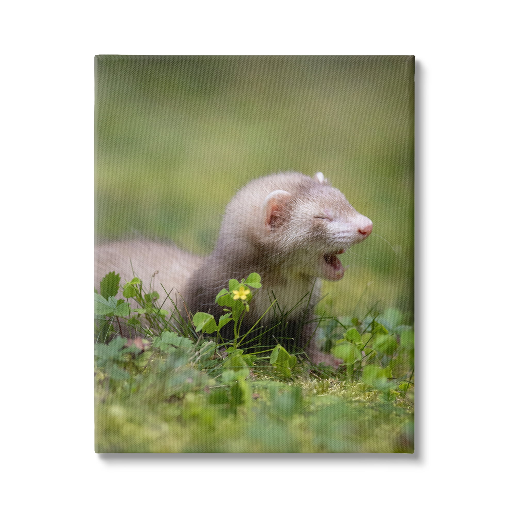 Stupell Industries Baby Ferret in Grass Animals & Insects Photography Gallery Wrapped Canvas Art Print Wall Art, 30 x 40