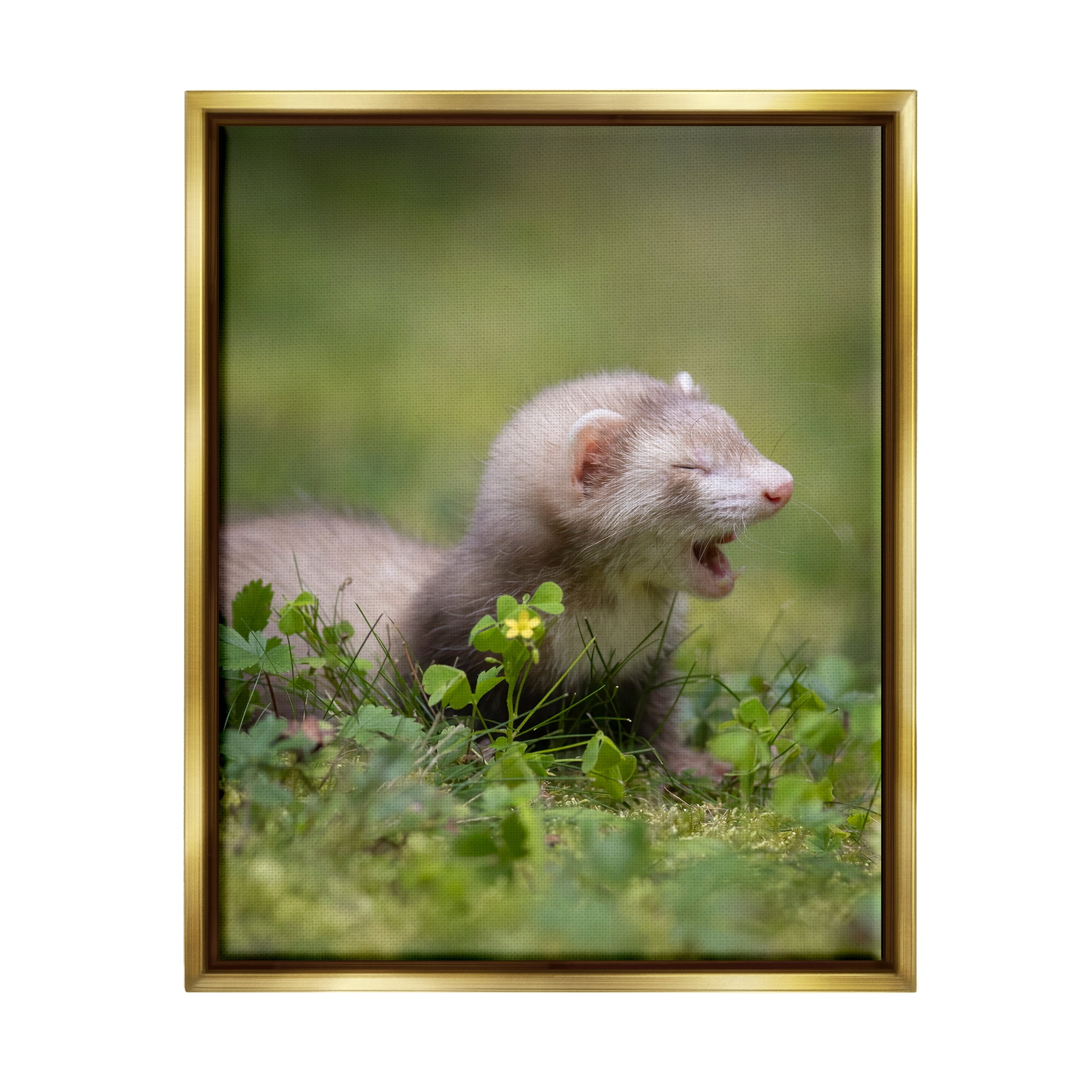 Stupell Industries Baby Ferret in Grass Animals & Insects Photography Gold Floater Framed Canvas Art Print Wall Art, 17 x 21