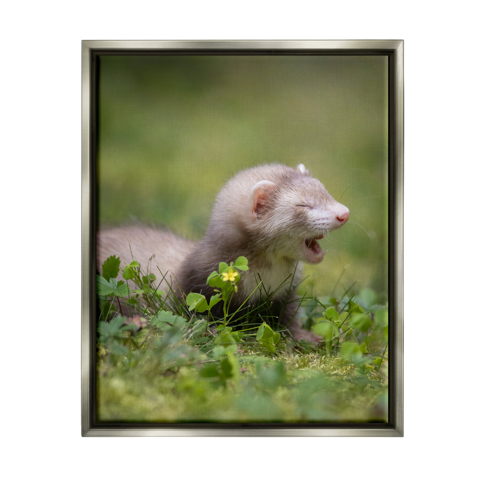 Stupell Industries Baby Ferret in Grass Animals & Insects Photography Gray Floater Framed Canvas Art Print Wall Art, 17 x 21