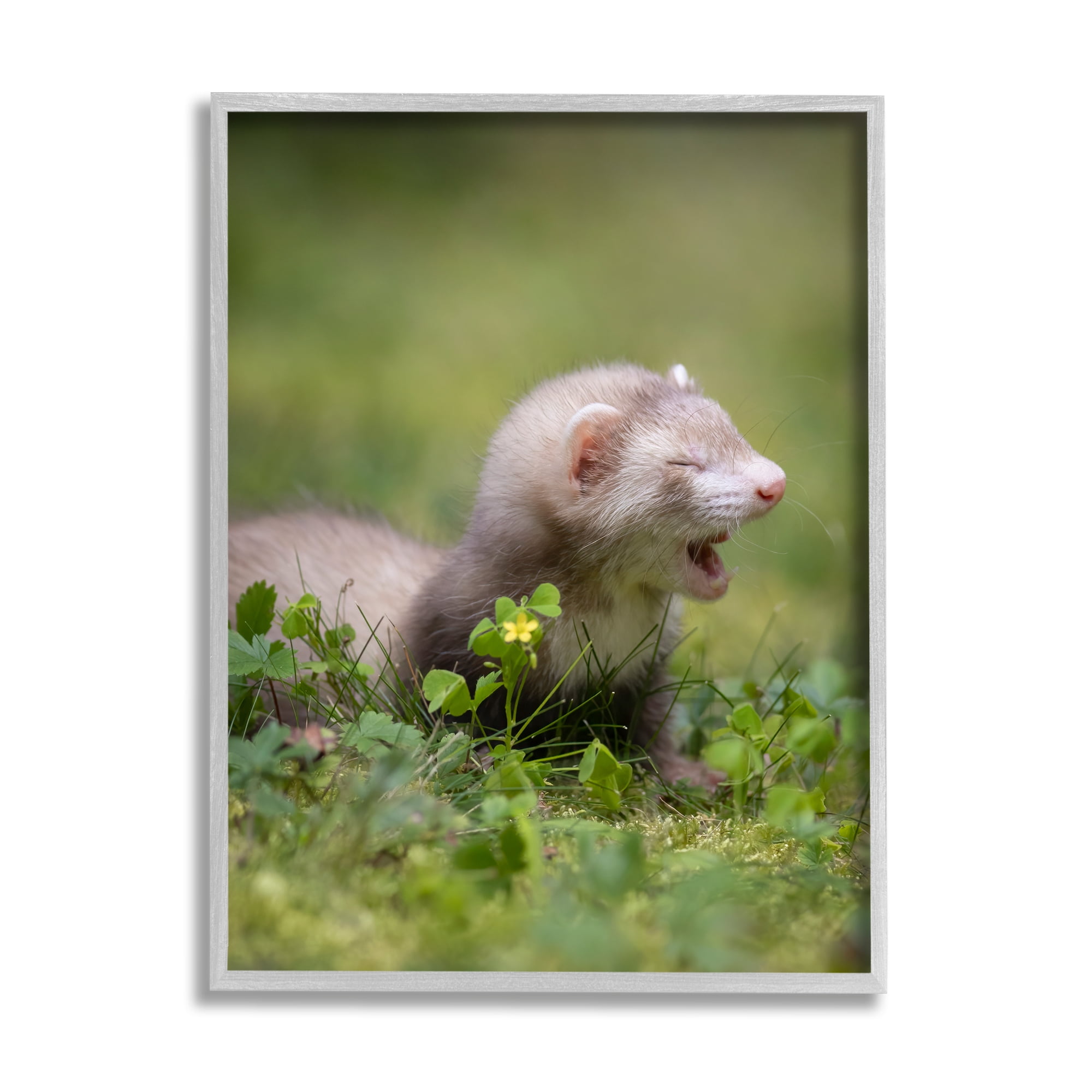 Stupell Industries Baby Ferret in Grass Animals & Insects Photography Gray Framed Art Print Wall Art, 16 x 20