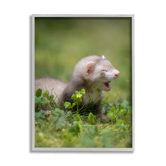 Stupell Industries Baby Ferret in Grass Animals & Insects Photography Gray Framed Art Print Wall Art, 24 x 30