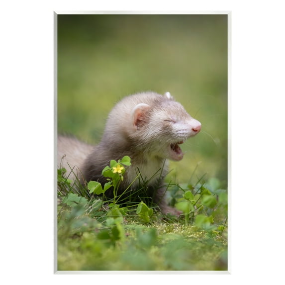 Stupell Industries Baby Ferret in Grass Animals & Insects Photography Unframed Art Print Wall Art, 10 x 15
