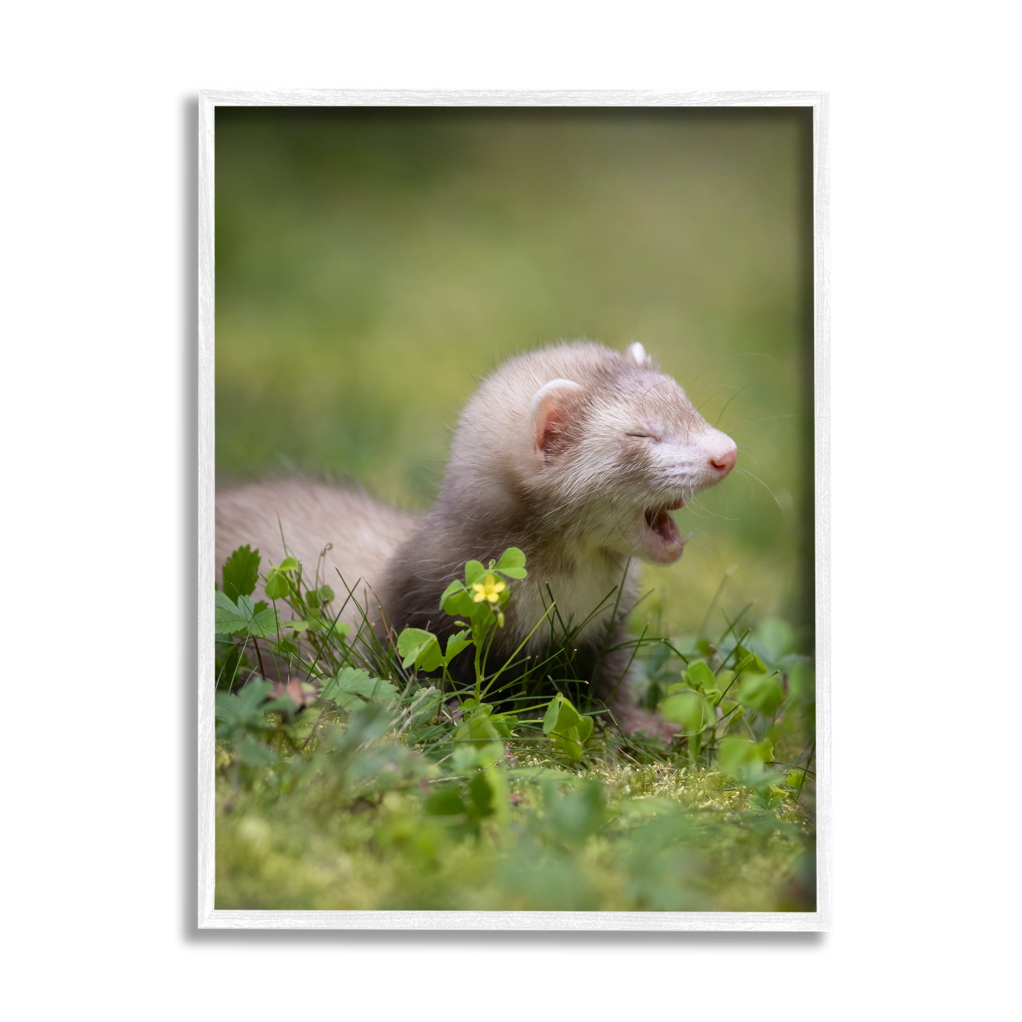 Stupell Industries Baby Ferret in Grass Animals & Insects Photography White Framed Art Print Wall Art, 24 x 30