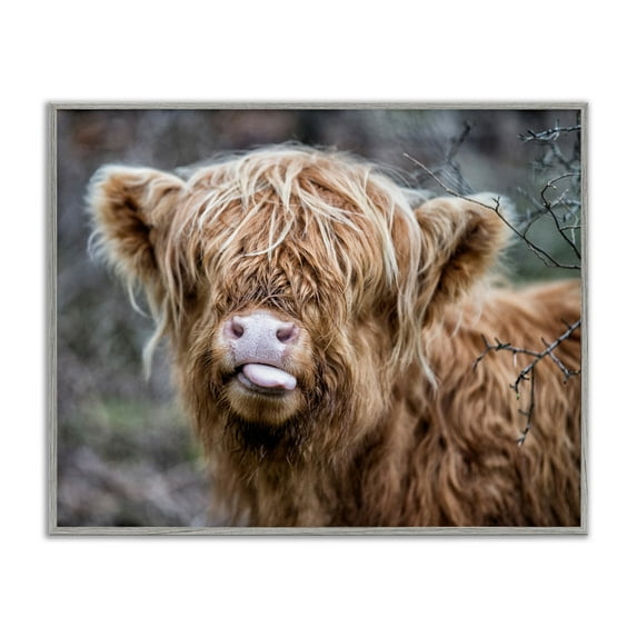 Stupell Industries Baby Highland Calf Cattle Licking Lips Country Farmland Photograph Gray Framed Art Print Wall Art, Design by James Dobson