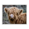 thumbnail image 1 of Stupell Industries Baby Highland Calf Cattle Licking Lips Country Farmland Photograph White Framed Art Print Wall Art, Design by James Dobson, 1 of 5