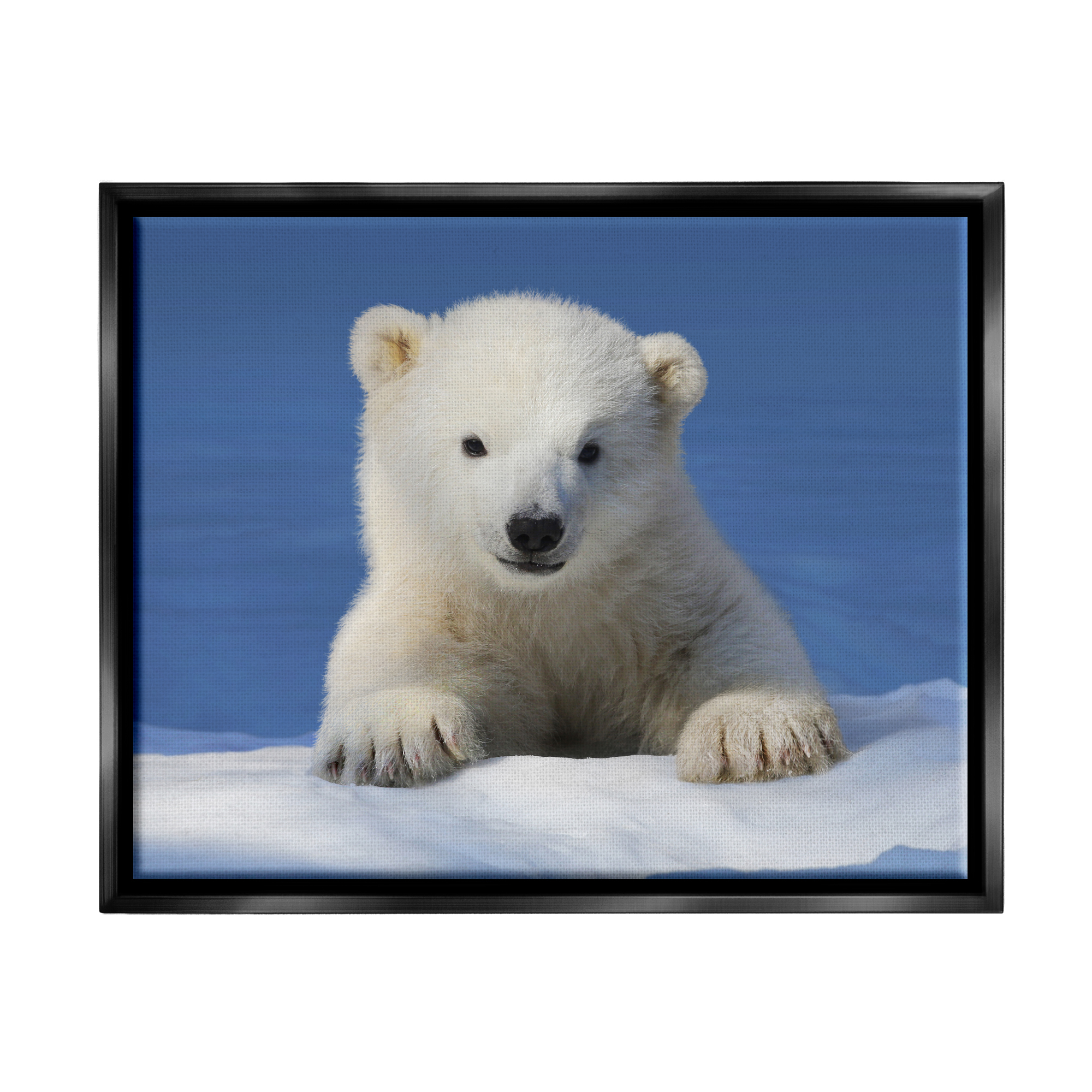 Stupell Industries Baby Polar Bear Peeking Animals & Insects Photography Black Floater Framed Art Print Wall Art, 21 x 17