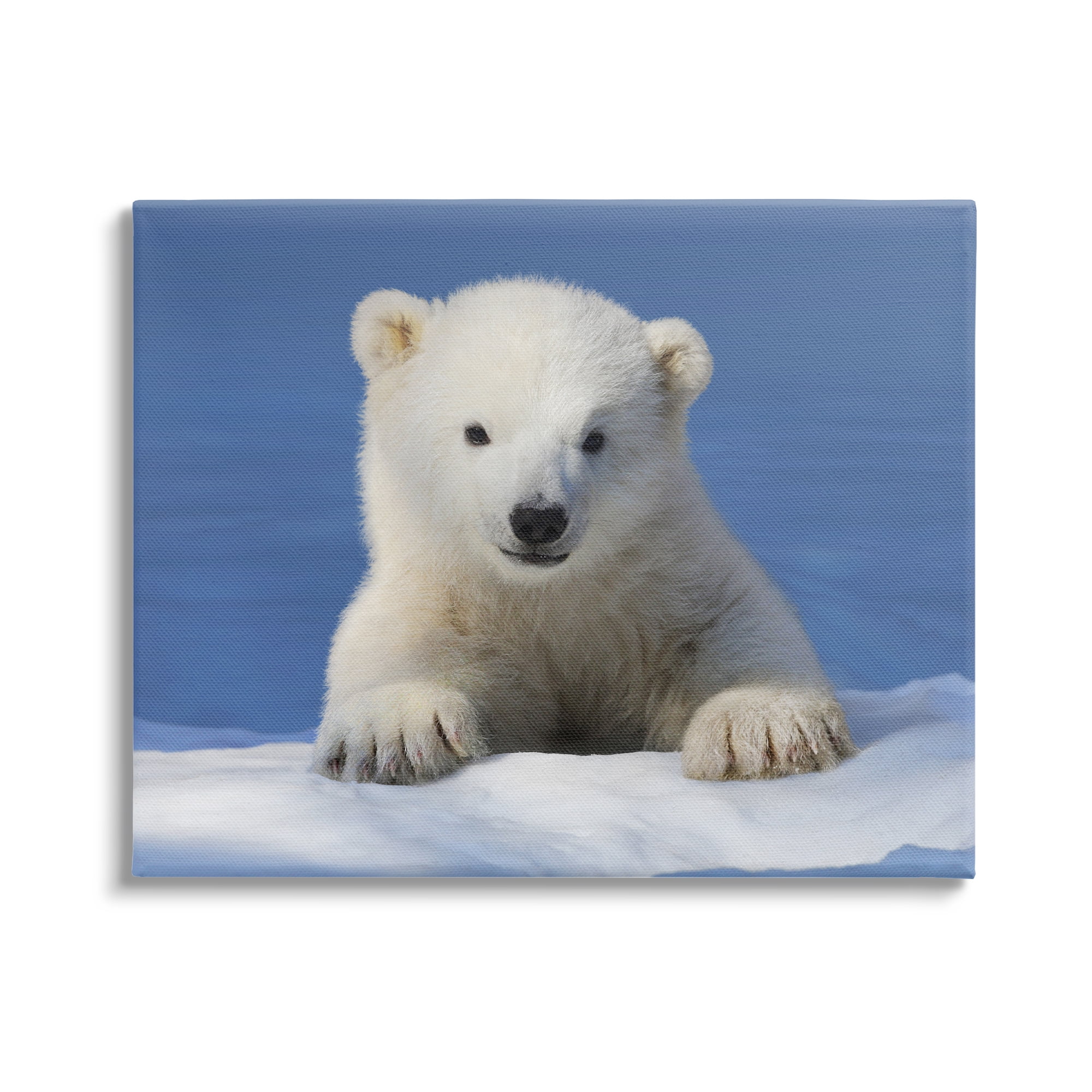 Stupell Industries Baby Polar Bear Peeking Animals & Insects Photography Gallery Wrapped Canvas Print Wall Art, 48 x 36