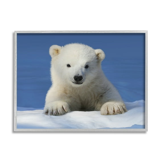 Stupell Industries Baby Polar Bear Peeking Animals & Insects Photography Gray Framed Art Print Wall Art, 30 x 24