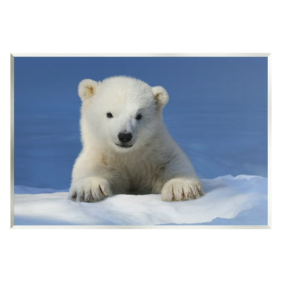 Stupell Industries Baby Polar Bear Peeking Animals & Insects Photography Unframed Art Print Wall Art, 19 x 13